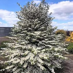   Redőslevelű bangita - Viburnum plicatum "Kilimandjaro"
