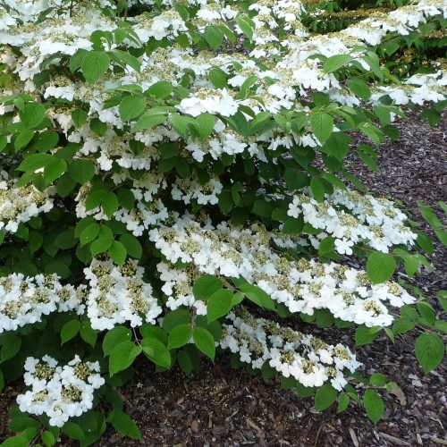 Redőslevelű bangita - Viburnum plicatum "Kilimandjaro"