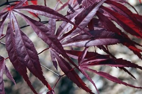 Japán juhar - Acer Palmatum "Pevé Dave"