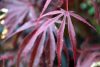 Japán juhar - Acer Palmatum "Pevé Dave"