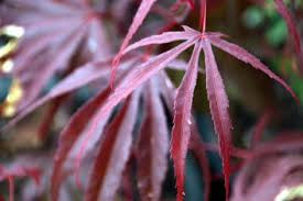 Japán juhar - Acer Palmatum "Pevé Dave"