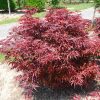 Japán juhar - Acer Palmatum "Pevé Dave"