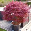 Japán juhar - Acer Palmatum "Pevé Dave"