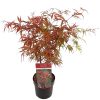 Japán juhar - Acer Palmatum "Pevé Dave"