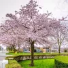 Japán díszcseresznye - Prunus subhirtella ‘Autumnalis Rosea’