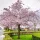 Japán díszcseresznye - Prunus subhirtella ‘Autumnalis Rosea’