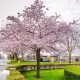 Japán díszcseresznye - Prunus subhirtella ‘Autumnalis Rosea’