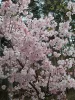 Japán díszcseresznye - Prunus subhirtella ‘Autumnalis Rosea’