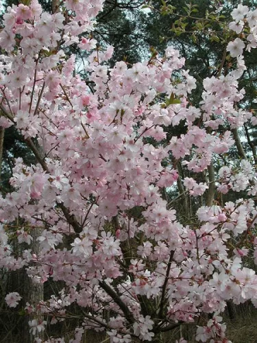 Japán díszcseresznye - Prunus subhirtella ‘Autumnalis Rosea’