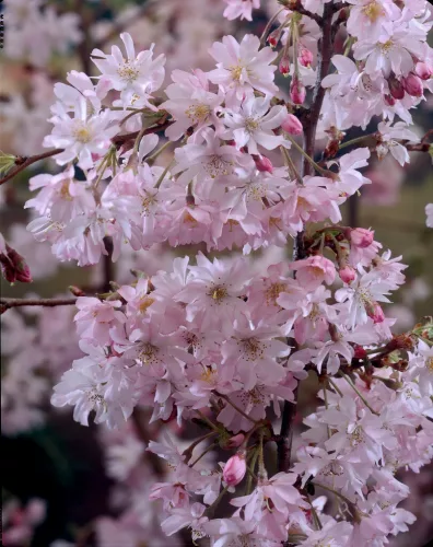 Japán díszcseresznye - Prunus subhirtella ‘Autumnalis Rosea’