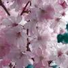 Japán díszcseresznye - Prunus subhirtella ‘Autumnalis Rosea’