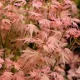 Japán juhar - Acer palmatum "Phoenix" Cs 10.5