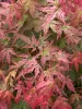 Japán juhar - Acer palmatum "Phoenix" Cs 10.5