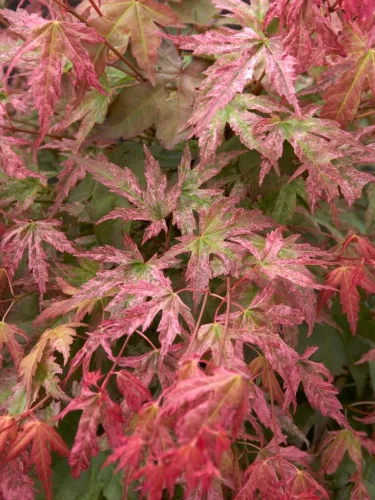 Japán juhar - Acer palmatum "Phoenix" Cs 10.5