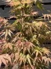 Japán juhar - Acer palmatum "Phoenix" Cs 10.5