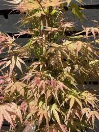 Japán juhar - Acer palmatum "Phoenix" Cs 10.5