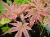 Japán juhar - Acer palmatum "Phoenix" Cs 10.5