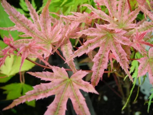 Japán juhar - Acer palmatum "Phoenix" Cs 10.5