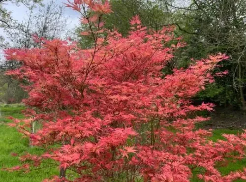 Japán juhar - Acer palmatum "Phoenix" Cs 10.5