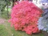 Japán juhar - Acer palmatum "Phoenix" Cs 10.5