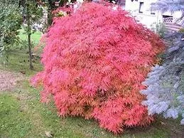 Japán juhar - Acer palmatum "Phoenix" Cs 10.5