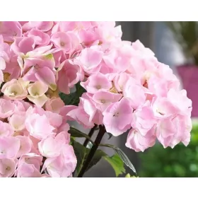   Kerti Hortenzia " Black Steel Flamingo " - Hydrangea macrophylla