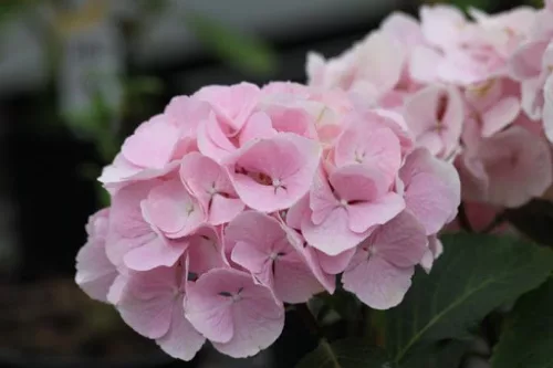 Kerti Hortenzia " Black Steel Flamingo " - Hydrangea macrophylla