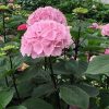 Kerti Hortenzia " Black Steel Flamingo " - Hydrangea macrophylla