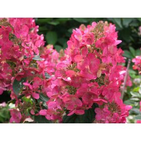   Bugás hortenzia - "Mega Mindy" - Hydrangea Paniculata