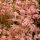 Japán juhar - Acer palmatum "Phoenix"