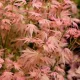 Japán juhar - Acer palmatum "Phoenix"