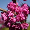 Telt virágú Júdásfa - Cercis canadensis ‘Pink Pom Poms’