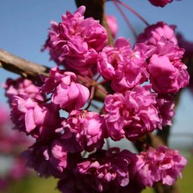   Telt virágú Júdásfa - Cercis canadensis ‘Pink Pom Poms’