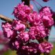 Telt virágú Júdásfa - Cercis canadensis ‘Pink Pom Poms’