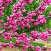 Telt virágú Júdásfa - Cercis canadensis ‘Pink Pom Poms’