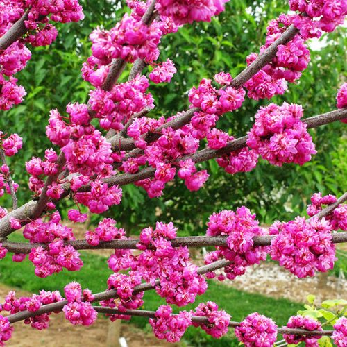 Telt virágú Júdásfa - Cercis canadensis ‘Pink Pom Poms’