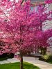 Telt virágú Júdásfa - Cercis canadensis ‘Pink Pom Poms’