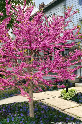 Telt virágú Júdásfa - Cercis canadensis ‘Pink Pom Poms’