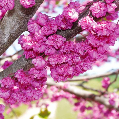 Telt virágú Júdásfa - Cercis canadensis ‘Pink Pom Poms’
