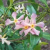 Tarka levelű örökzöld csillagjázmin - Trachelospermum jasminoides "Star of Milano"