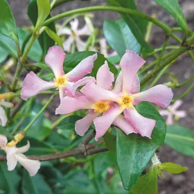   Tarka levelű örökzöld csillagjázmin - Trachelospermum jasminoides "Star of Milano"