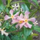 Tarka levelű örökzöld csillagjázmin - Trachelospermum jasminoides "Star of Milano"