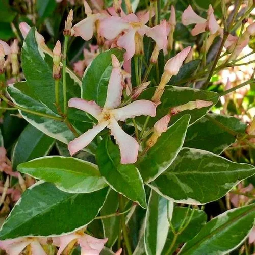 Tarka levelű örökzöld csillagjázmin - Trachelospermum jasminoides "Star of Milano"