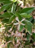 Tarka levelű örökzöld csillagjázmin - Trachelospermum jasminoides "Star of Milano"