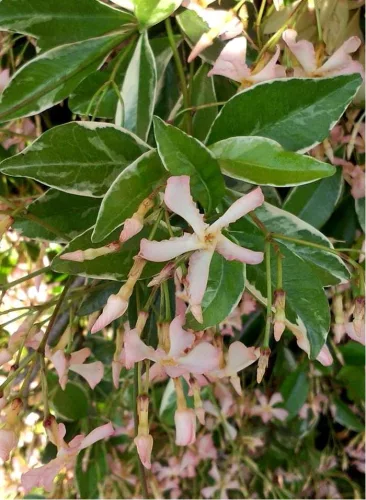 Tarka levelű örökzöld csillagjázmin - Trachelospermum jasminoides "Star of Milano"