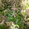 Tarka levelű örökzöld csillagjázmin - Trachelospermum jasminoides "Star of Milano"