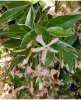 Tarka levelű örökzöld csillagjázmin - Trachelospermum jasminoides "Star of Milano"