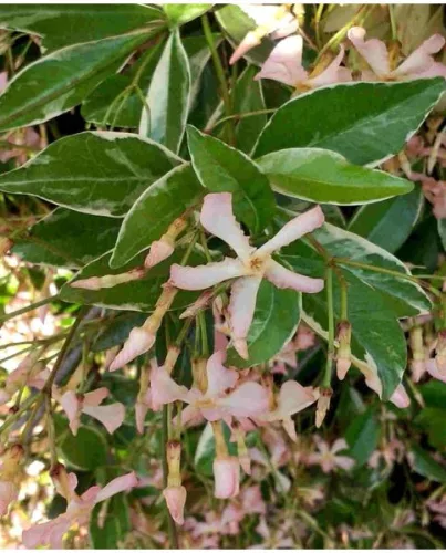 Tarka levelű örökzöld csillagjázmin - Trachelospermum jasminoides "Star of Milano"