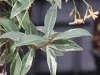 Tarka levelű örökzöld csillagjázmin - Trachelospermum jasminoides "Star of Milano"