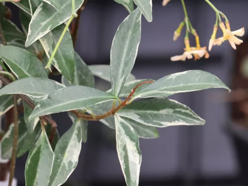 Tarka levelű örökzöld csillagjázmin - Trachelospermum jasminoides "Star of Milano"